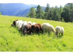 養羊種植草有許母草還有什么草