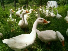 鵝每天食草量多少
