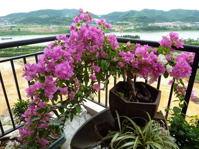 家里陽臺盆栽三角梅.jpg