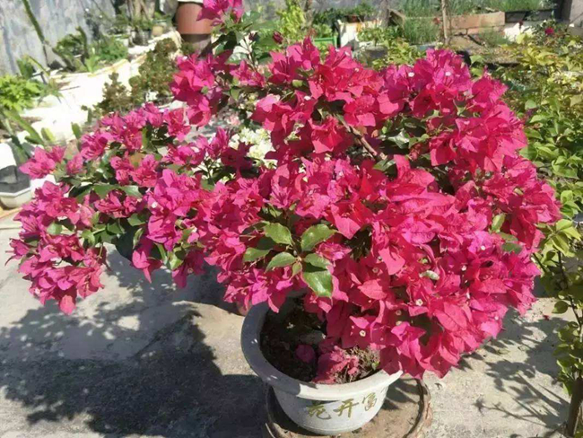 家養三角梅實拍圖片.jpg