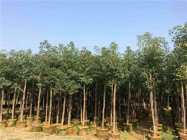 香樟樹種植基地