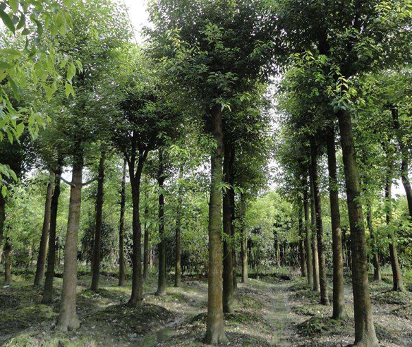 香樟樹種植基地