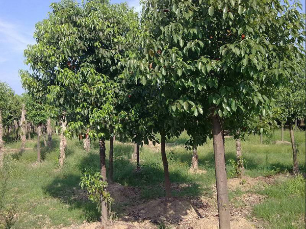 香樟樹種植基地