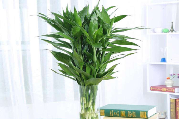 八種植物招財又旺宅 萬年青排行第一，發財樹、金錢樹上榜