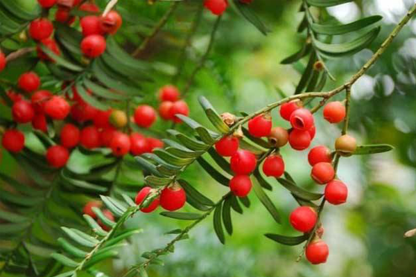 八種植物招財又旺宅 萬年青排行第一，發財樹、金錢樹上榜
