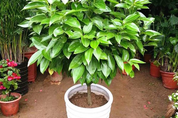 八種植物招財又旺宅 萬年青排行第一，發財樹、金錢樹上榜