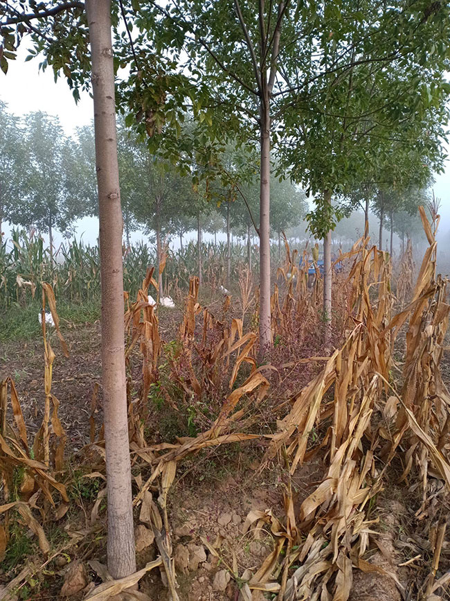 國槐怎么種植?國槐種植方法和養護