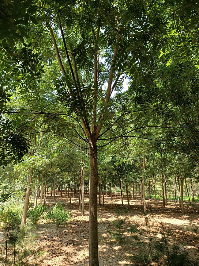 國槐怎么種植?國槐種植方法和養護