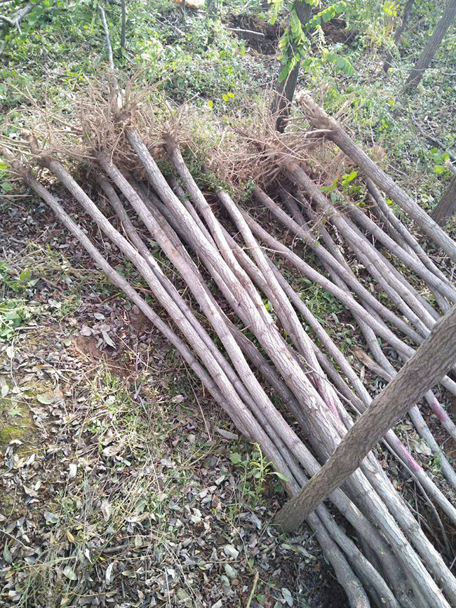 國槐怎么種植?國槐種植方法和養護