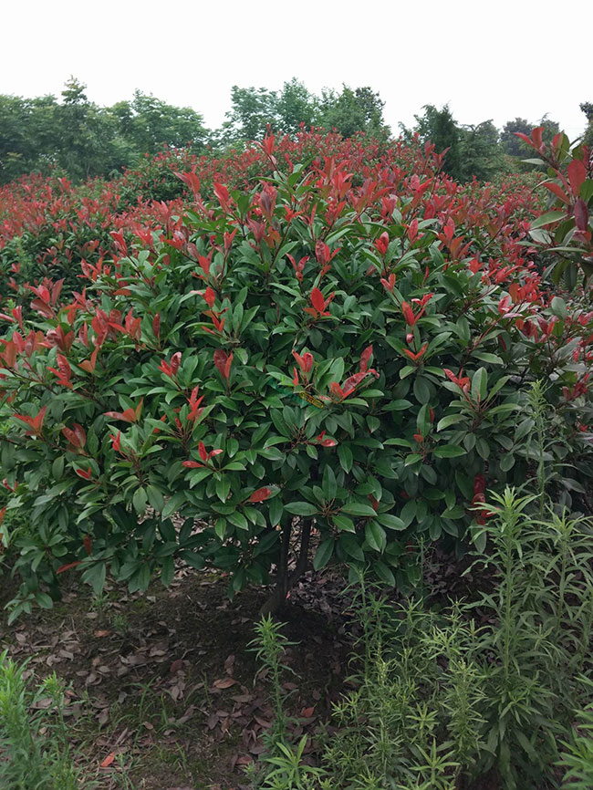 紅葉石楠基地實拍圖片