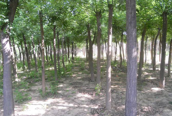 國槐苗基地實拍