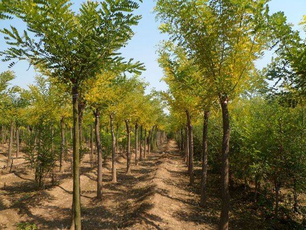 國槐苗基地實拍