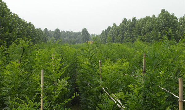 國槐苗基地實拍