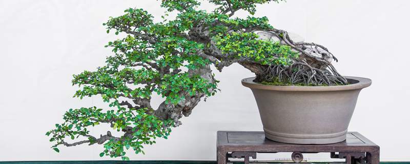 榆樹盆景怎么養