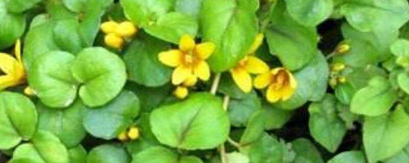 金錢草會開花嗎
