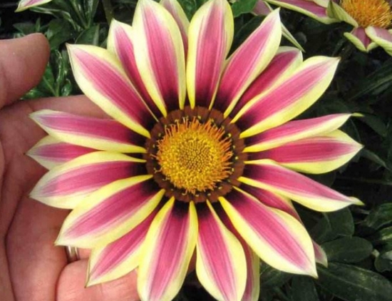 勛章菊