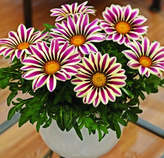 勛章菊