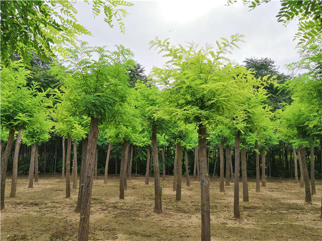 沭陽長景園林刺槐種植基地實拍圖片