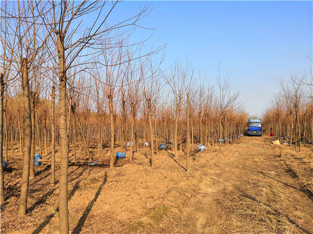 沭陽長景園林刺槐種植基地實拍圖片