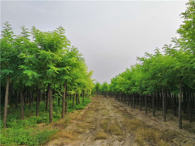 沭陽長景園林刺槐種植基地實拍圖片