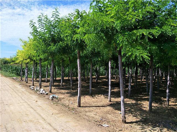 刺槐樹苗 刺槐樹苗