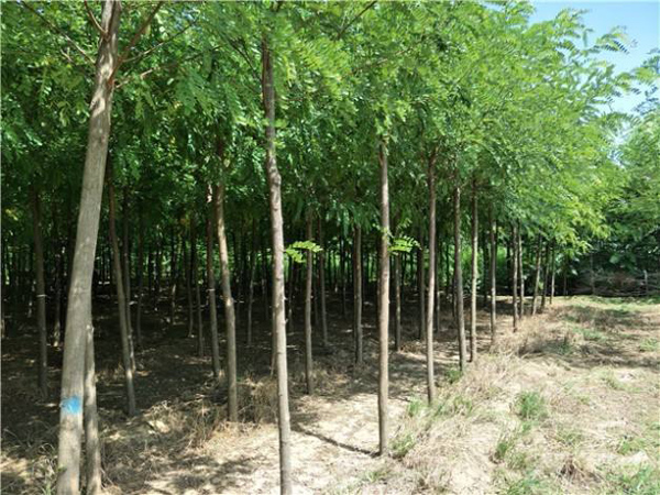 刺槐樹苗 刺槐樹苗