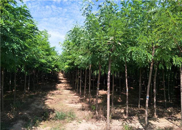 刺槐樹苗 刺槐樹苗