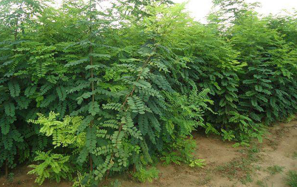 刺槐樹苗 刺槐樹苗