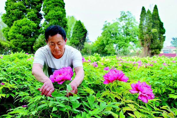 牡丹種植基地實拍