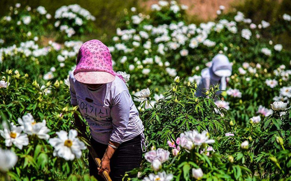 牡丹種植基地實拍