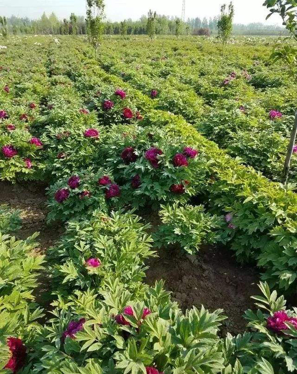 牡丹種植基地實拍