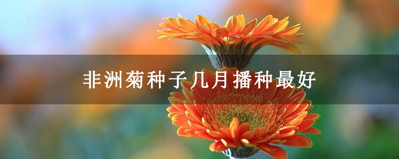 非洲菊種子幾月播種最好