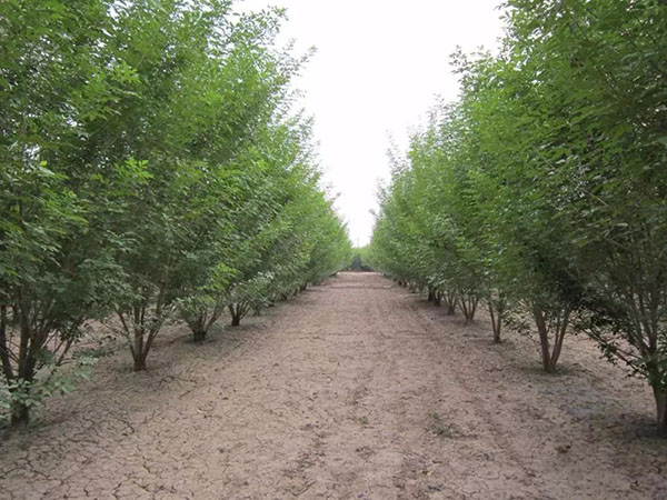 叢生苗基地實拍