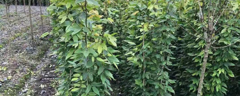 油麻藤多少錢一株